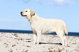 LABRADOR 568